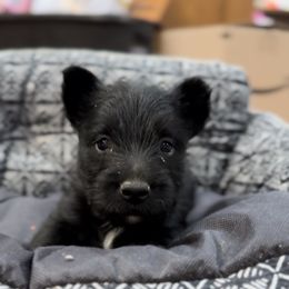 Black Boy - Black male Scottish Terrier puppy in Wellston, Ohio from White Apple Kennel