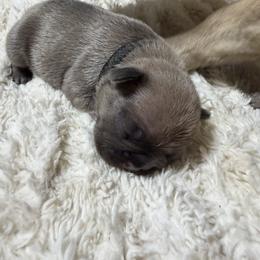 French Bulldog Puppies from B’s Frenchies