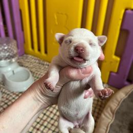 Girl 3 - Cream female Chihuahua puppy in Matensdale, Iowa from Tammy's Chihuahuas