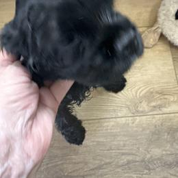 Cocker Spaniel Puppies from Carte cockers
