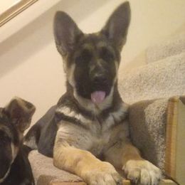 German Shepherd Puppies from Celtic Rose German Shepherds