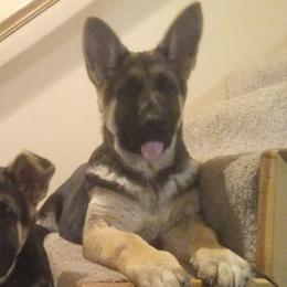 German Shepherd Puppies from Celtic Rose German Shepherds