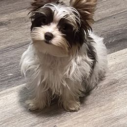 Yorkshire Terrier Puppies from Kristen’s yorkies