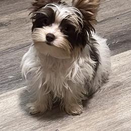 Yorkshire Terrier Puppies from Kristen’s yorkies