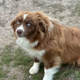 Ruby - Australian Shepherd