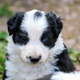 Axl - Black and white male Border Collie puppy in Custer, South Dakota from Pinpoint Border Collies