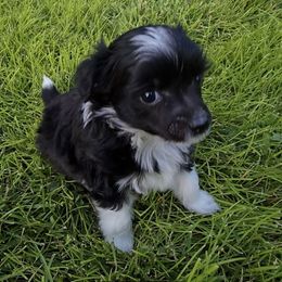 Brian  Long Star Angel - Black and white male Chinese Crested puppy in Amarillo, Texas from Victoria's Chinese Cresteds Long Star Angels