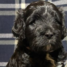 Portuguese Water Dogs from Maple View Meadows
