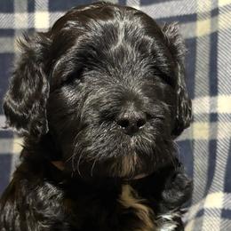 Portuguese Water Dogs from Maple View Meadows