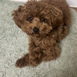 Midas - Poodle