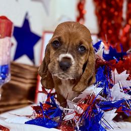 Odetta - Mahogany and white female Basset Hound puppy in Springfield, Missouri from Baylee’s Bassets