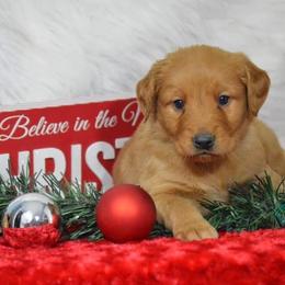 French Bulldog, Golden Retriever, and Labrador Retriever Puppies from Trigger Time Kennels