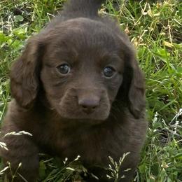 Girl 1 - Chocolate female Dachshund puppy in Sheridan, Arkansas from Farmhouse Dachshunds