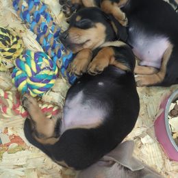 Taco - Black and tan male Dachshund puppy in Spring Hope, North Carolina from Hogan’s Lowrider Hounds