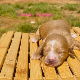 Cookie - Red  female Goldendoodle puppy in Baldwin, Georgia from Simmons F1b Goldendoodles