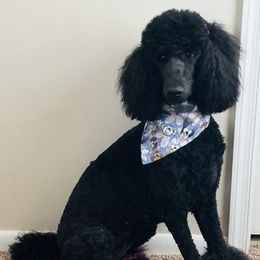 Poodle Puppies from Jeter's Pick of the Litter