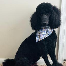 Poodle Puppies from Jeter's Pick of the Litter