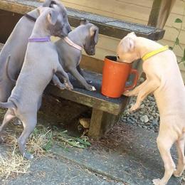 Italian Greyhound puppies from Joshua’s Italian Greyhounds
