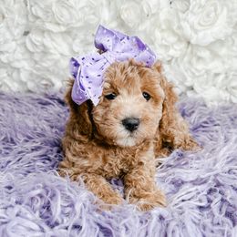 Bernedoodle, Cockapoo, and Goldendoodle Puppies from Danie’s Darling Doodles LLC