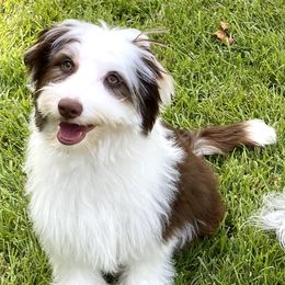 Aussiedoodle Puppies from Ever After Mini Doodles
