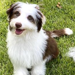 Aussiedoodle Puppies from Ever After Mini Doodles