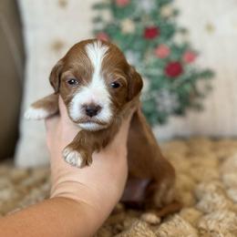 Grace - Red  female Goldendoodle puppy in Wharton, Texas from Little Fur Friends