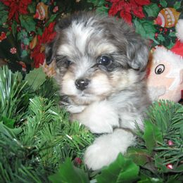 Aussiedoodle and Toy Australian Shepherd Puppies from Booty Shaker Toy Aussies