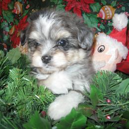 Aussiedoodle and Toy Australian Shepherd Puppies from Booty Shaker Toy Aussies