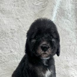 Mint - Blue female Bedlington Terrier puppy in Rincon, Georgia from Prismic Bedlington Terriers