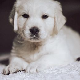 Golden Retriever Puppies from Grace Golden Retrievers