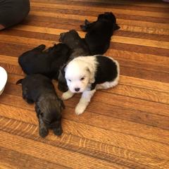 Lowchen Puppies from Ashford Kennel