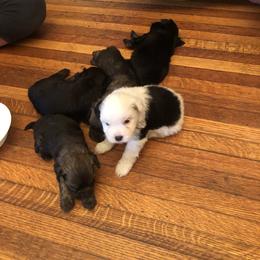 Lowchen Puppies from Ashford Kennel