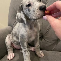 Great Dane Puppies from Oak Bend Danes
