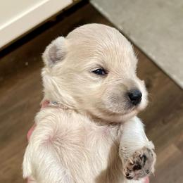 Spencer - Wheaten male Miniature Schnauzer puppy in Interlachen, Florida from Pam's Schnauzers