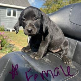 Labrador Retriever Puppies from Lucas's Pointing Labrador Retrievers
