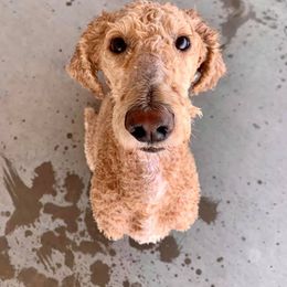 Poodle All Grown Up from Ocotillo Ranch Poodles and Stud Service