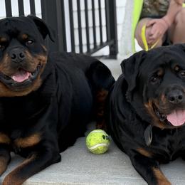 Rottweilers from Von Hause Gaelic