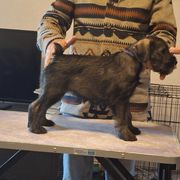 Girl 2 - Standard Schnauzer puppy from Ausgelassen Standard Schnauzers