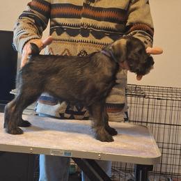 Girl 2 - Standard Schnauzer puppy from Ausgelassen Standard Schnauzers