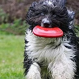 Aussiedoodles and Double Doodles from Amazing Aussiedoodle and Double Doodles