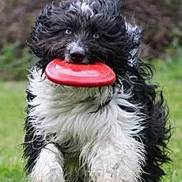 Aussiedoodles and Double Doodles from Amazing Aussiedoodle and Double Doodles