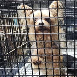 Delilah - Yorkshire Terrier