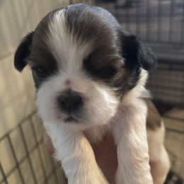 Boy 2 - Gold and white male Shih Tzu puppy in Manlius, New York from Dorothy Agrippino's Shih Tzus