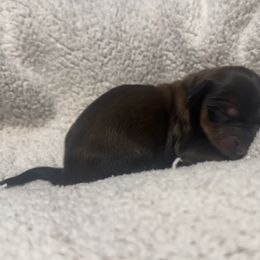 Shaded Red 1st Born - Red male Dachshund puppy in Rochester, Washington from Curtiss Dachshunds