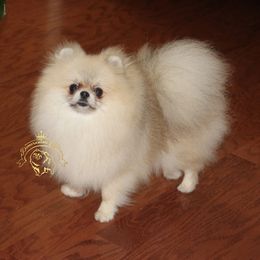 Athena - Pomeranian