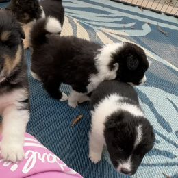 Collie and Companion Cross Puppies from Dreamdale Companions