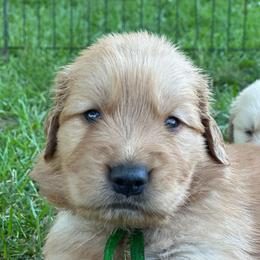 Bear (Hunter Green) - Golden male Golden Retriever puppy in Franklin, West Virginia from Wildmour K9