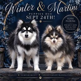 Pomsky puppies from Colorado Mini Dachshunds & Mini Pomskies