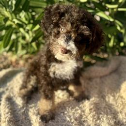 Buckwheat - Brown male Bernedoodle puppy in Gilbert, Arizona from Safe Havynn Doodles