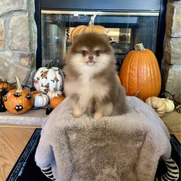 D'Artagnan - Chocolate and tan male Pomeranian puppy in Antioch, California from Ray of Poms
